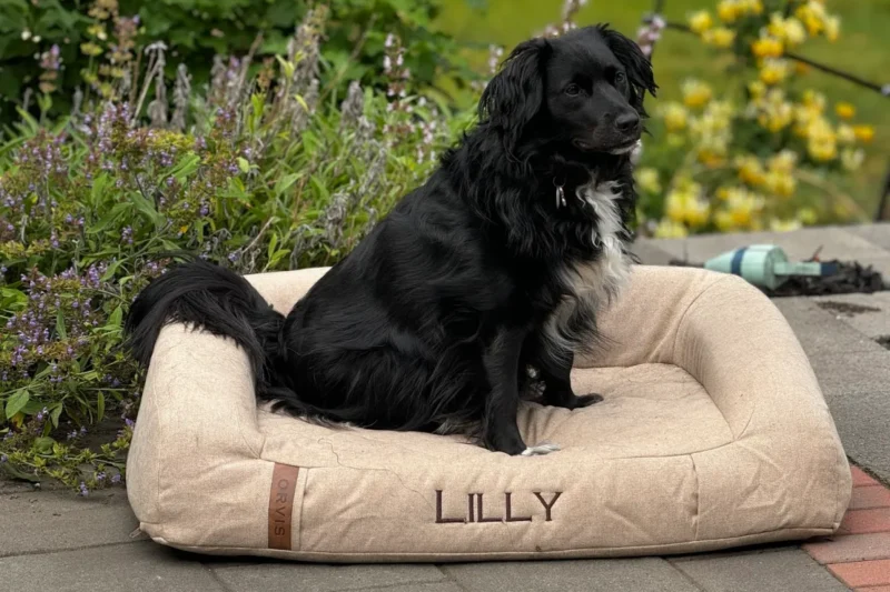 6 Best Cooling Dog Beds for Hot Weather in 2026
