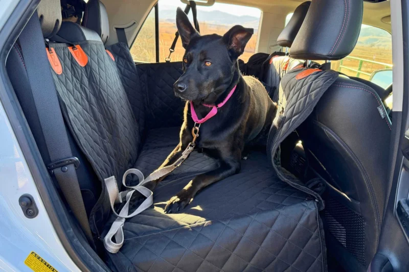8 Best Dog Car Seat Covers for SUVs in 2026
