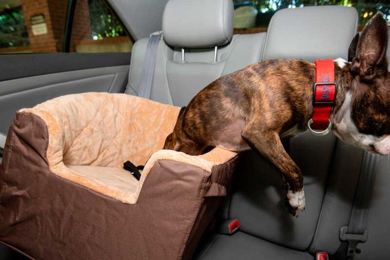 8 Best Dog Car Seats for Small Dogs in 2026