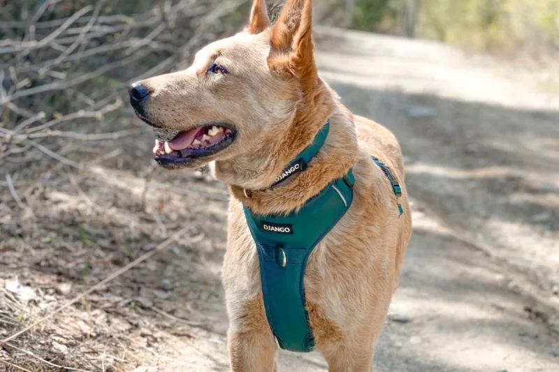 7 Best No Pull Dog Harnesses for Large Dogs in 2026