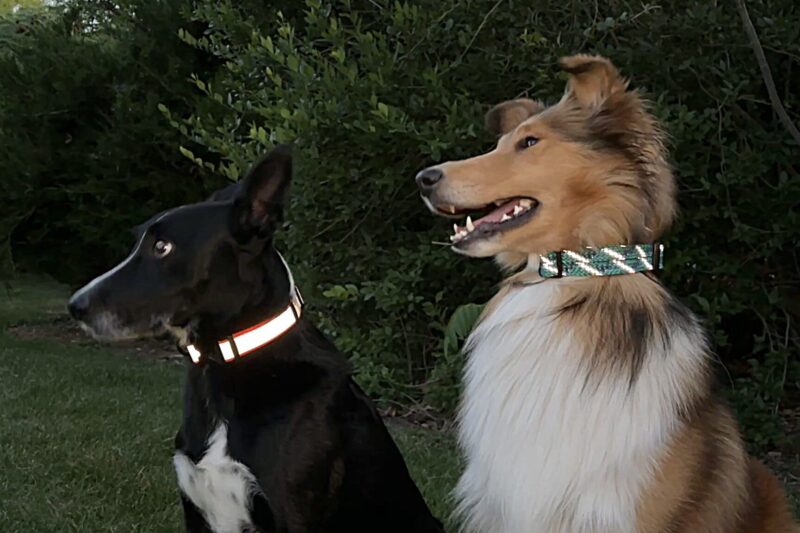8 Best Reflective Dog Collars for Night Walks in 2026