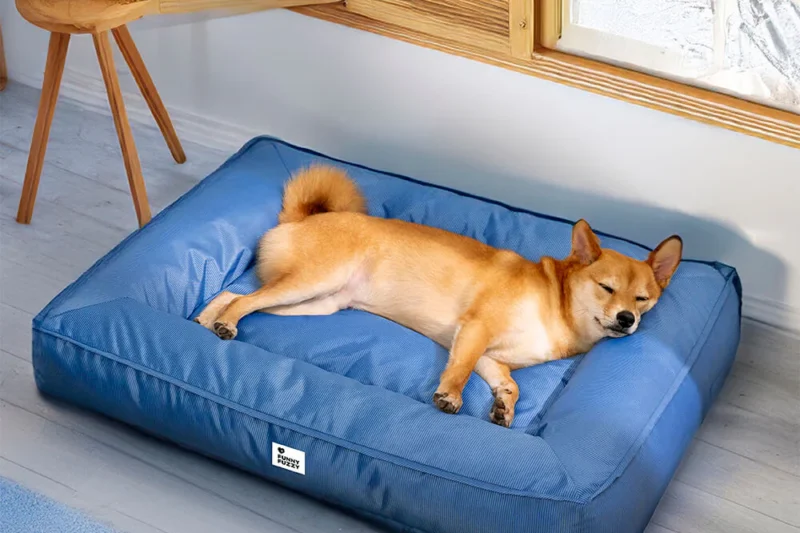 8 Best Waterproof Dog Beds for Senior Dogs in 2026
